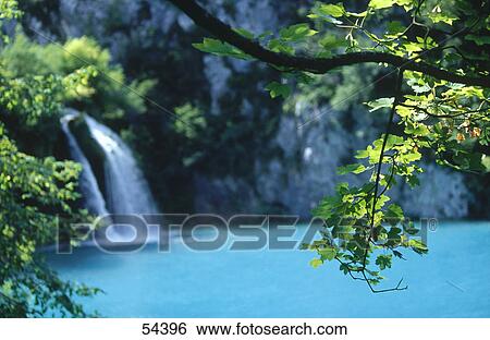 Close-up of leaves on a branch with a waterfall in the background, Plitwitzer National Park, Dalmatia, Croatia View Large Photo Image Stock Photograph - Close-up of leaves on a branch with a waterfall in the background, Plitwitzer National Park, Dalmatia, Croatia . Fotosearch