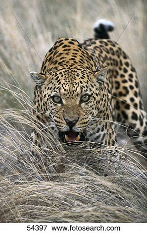 Stock Photo - Close-up of leopard, Africa . Fotosearch