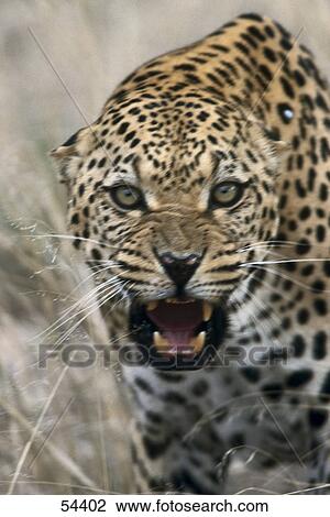 Close-up of leopard (Panthera pardus) snarling View Large Photo Image Stock Image - Close-up of leopard (Panthera pardus) snarling . Fotosearch