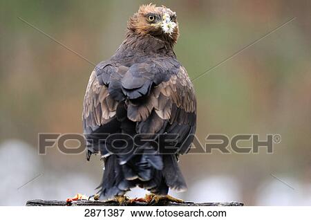 Stock Photo - Close-up of Lesser Spotted eagle (Aquila pomarina) on wooden post, Bavarian Forest National Park, Bavaria, Germany . Fotosearch
