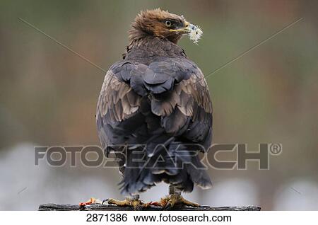 Close-up of Lesser Spotted eagle (Aquila pomarina) on wooden post, Bavarian Forest National Park, Bavaria, Germany  View Large Photo Image Stock Photograph - Close-up of Lesser Spotted eagle (Aquila pomarina) on wooden post, Bavarian Forest National Park, Bavaria, Germany . Fotosearch