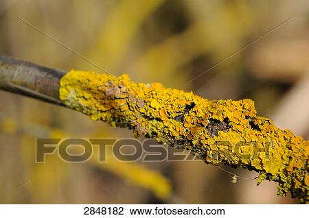 Close-up of lichen on branch, Bavaria, Germany View Large Photo Image Stock Image - Close-up of lichen on branch, Bavaria, Germany . Fotosearch