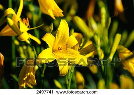 Close-up of lilies View Large Photo Image Stock Image - Close-up of lilies . Fotosearch