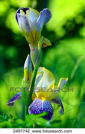 Stock Image - Close-up of lilies . Fotosearch
