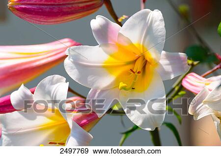 Close-up of lilies, Styria, Austria View Large Photo Image Stock Photo - Close-up of lilies, Styria, Austria . Fotosearch