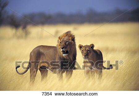 Close-up of lion and lioness (Panthera leo) standing in forest, Etosha National Park, Namibia View Large Photo Image Picture - Close-up of lion and lioness (Panthera leo) standing in forest, Etosha National Park, Namibia . Fotosearch