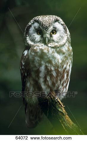 Stock Image - Close-up of Little Owl (Athene noctua) perching on branch . Fotosearch