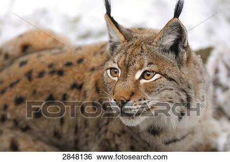 Close-up of lynx in forest, Bavarian Forest National Park, Bavaria, Germany View Large Photo Image Stock Photograph - Close-up of lynx in forest, Bavarian Forest National Park, Bavaria, Germany . Fotosearch
