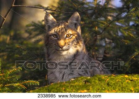 Close-up of Lynx in forest, Bavarian Forest National Park, Bavaria, Germany View Large Photo Image Stock Photography - Close-up of Lynx in forest, Bavarian Forest National Park, Bavaria, Germany . Fotosearch
