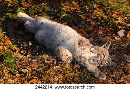 Close-up of Lynx lying in forest View Large Photo Image Picture - Close-up of Lynx lying in forest . Fotosearch