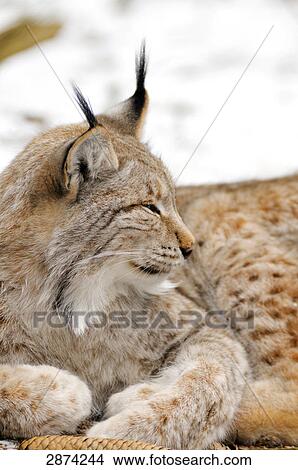 Close-up of lynx resting in forest View Large Photo Image Picture - Close-up of lynx resting in forest . Fotosearch