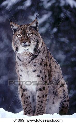 Close-up of lynx sitting in snow View Large Photo Image Stock Photo - Close-up of lynx sitting in snow . Fotosearch