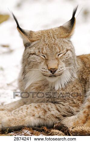 Close-up of lynx sleeping in forest View Large Photo Image Stock Image - Close-up of lynx sleeping in forest . Fotosearch