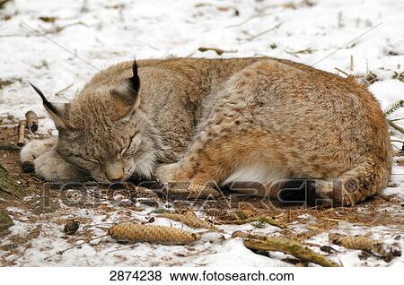 Close-up of lynx sleeping in forest View Large Photo Image Stock Photo - Close-up of lynx sleeping in forest . Fotosearch