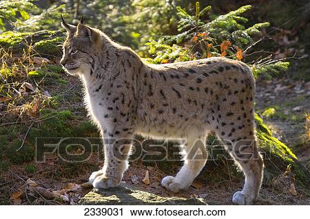 Stock Image - Close-up of lynx standing in forest, Bavarian Forest National Park, Bavaria, Germany . Fotosearch