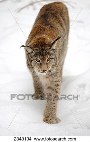Close-up of lynx walking in snow, Bavarian Forest National Park, Bavaria, Germany View Large Photo Image Picture - Close-up of lynx walking in snow, Bavarian Forest National Park, Bavaria, Germany . Fotosearch