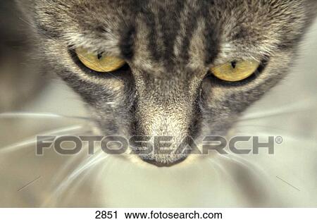 Close-up of male cat's face View Large Photo Image Stock Image - Close-up of male cat's face . Fotosearch