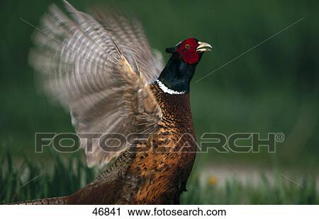 Close-up of male pheasant (Phasanius colchicus) bird spreading its wings, Germany View Large Photo Image Stock Image - Close-up of male pheasant (Phasanius colchicus) bird spreading its wings, Germany . Fotosearch