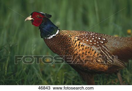 Stock Image - Close-up of male pheasant (Phasanius colchicus) bird in field, Germany . Fotosearch