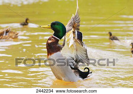 Picture - Close-up of Mallard (Anas platyrhynchos) duck spreading its wings in water . Fotosearch