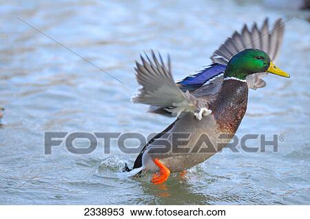 Stock Image - Close-up of Mallard (Anas Platyrhynchos) duck spreading its wings in water . Fotosearch