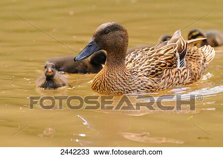 Stock Image - Close-up of Mallard (Anas platyrhynchos) duck swimming in lake with its ducklings . Fotosearch