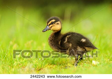 Close-up of Mallard (Anas platyrhynchos) duckling in field View Large Photo Image Stock Image - Close-up of Mallard (Anas platyrhynchos) duckling in field . Fotosearch