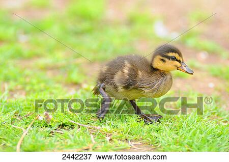 Close-up of Mallard (Anas platyrhynchos) duckling walking in field View Large Photo Image Stock Photo - Close-up of Mallard (Anas platyrhynchos) duckling walking in field . Fotosearch