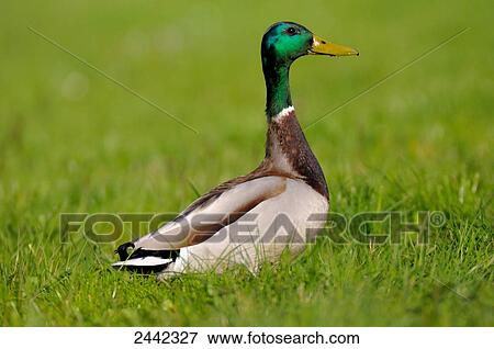 Close-up of Mallard (Anas Platyrhynchos) duck walking in field View Large Photo Image Stock Photo - Close-up of Mallard (Anas Platyrhynchos) duck walking in field . Fotosearch