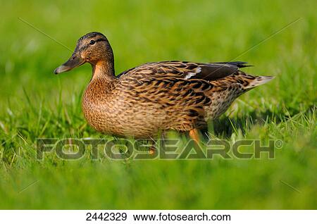 Close-up of Mallard (Anas Platyrhynchos) duck walking in field View Large Photo Image Stock Photo - Close-up of Mallard (Anas Platyrhynchos) duck walking in field . Fotosearch