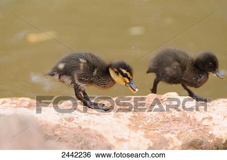 Close-up of Mallard (Anas platyrhynchos) ducklings on stone View Large Photo Image Stock Photograph - Close-up of Mallard (Anas platyrhynchos) ducklings on stone . Fotosearch