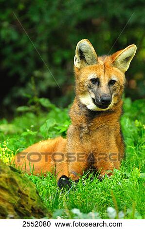 Stock Image - Close-up of Maned Wolf (Chrysocyon brachyurus) lying in field . Fotosearch