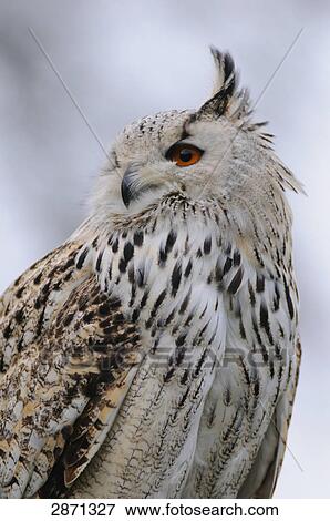 Stock Photo - Close-up of Milky Eagle owl (Bubo bubo) . Fotosearch