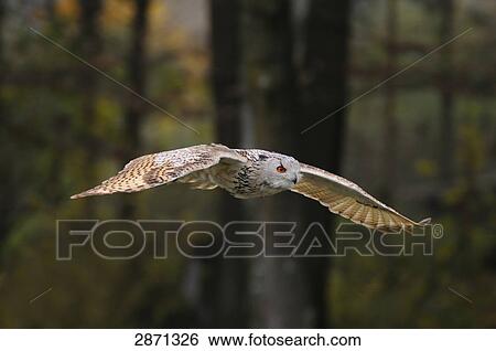 Stock Photograph - Close-up of Milky Eagle owl (Bubo bubo) in flight . Fotosearch