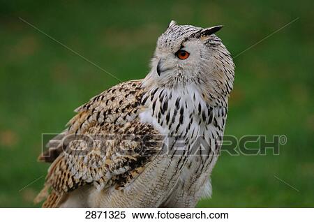 Close-up of Milky Eagle owl (Bubo bubo) View Large Photo Image Stock Photography - Close-up of Milky Eagle owl (Bubo bubo) . Fotosearch
