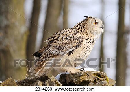Close-up of Milky Eagle owl (Bubo lacteus) on rock View Large Photo Image Stock Image - Close-up of Milky Eagle owl (Bubo lacteus) on rock . Fotosearch