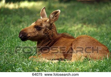Close-up of Moose (Alces alces) resting in field View Large Photo Image Stock Photography - Close-up of Moose (Alces alces) resting in field . Fotosearch