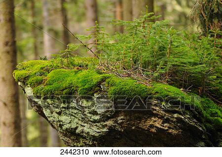 Close-up of moss on stone, Bavarian Forest National Park, Bavaria, Germany View Large Photo Image Stock Image - Close-up of moss on stone, Bavarian Forest National Park, Bavaria, Germany . Fotosearch