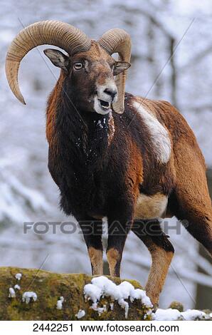 Close-up of mountain goat standing in forest View Large Photo Image Stock Image - Close-up of mountain goat standing in forest . Fotosearch