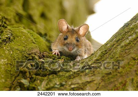 Stock Image - Close-up of mouse on tree . Fotosearch