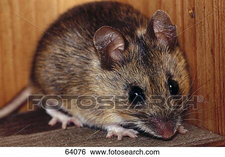 Close-up of mouse View Large Photo Image Stock Photograph - Close-up of mouse . Fotosearch