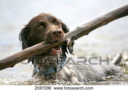 Stock Photograph - Close-up of Muensterlaender dog walking in water with stick in its mouth . Fotosearch