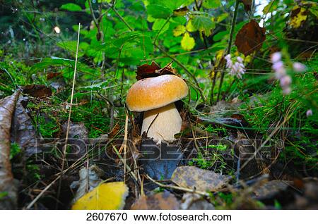 Close-up of mushroom growing in field View Large Photo Image Stock Image - Close-up of mushroom growing in field . Fotosearch