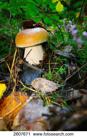 Close-up of mushroom growing in field View Large Photo Image Stock Image - Close-up of mushroom growing in field . Fotosearch
