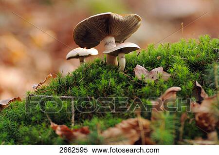Close-up of mushrooms growing in forest, Bavarian Forest National Park, Bavaria, Germany View Large Photo Image Stock Photography - Close-up of mushrooms growing in forest, Bavarian Forest National Park, Bavaria, Germany . Fotosearch