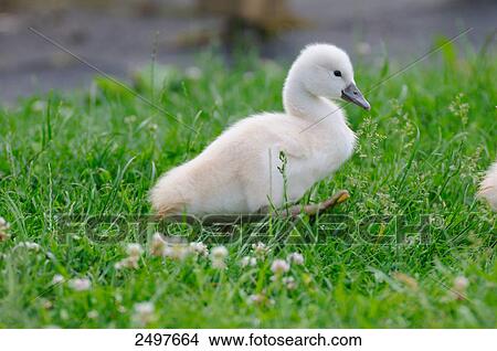 Picture - Close-up of Mute swan (Cygnus olor) cygnet in grass . Fotosearch