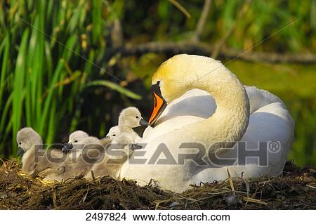 Picture - Close-up of Mute swan (Cygnus olor) with its cygnets in nest . Fotosearch