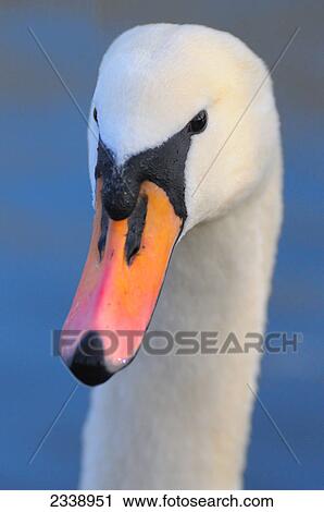 Stock Image - Close-up of Mute swan (Cygnus Olor) . Fotosearch