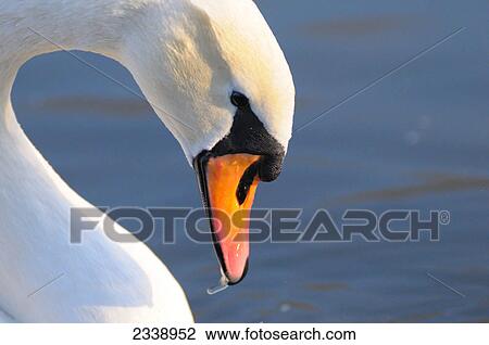 Stock Image - Close-up of Mute swan (Cygnus Olor) . Fotosearch