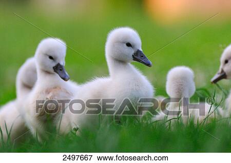 Close-up of Mute swan (Cygnus olor) cygnets in grass View Large Photo Image Stock Photo - Close-up of Mute swan (Cygnus olor) cygnets in grass . Fotosearch